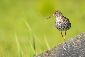 Obraz premium common redshank (tringa totanus) in farmland