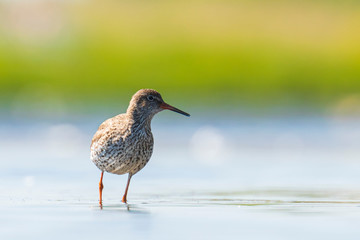 common redshank tringa totanus wading bird