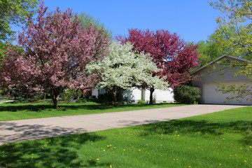 Beautiful springtime nature background. Spring sunny day landscape with blooming trees along the driveway of the private house in a rural city neighborhood. Wisconsin, Midwest USA.