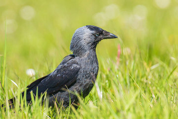 Closeup portrait of a Western Jackdaw bird Coloeus Monedula foraging in grass