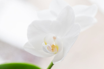 Phalaenopsis. White orchid flower macro photo