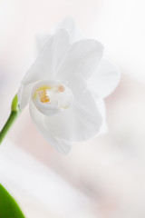Phalaenopsis. White orchid flower, vertical macro