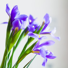 Bouquet of Japanese irises