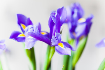 Japanese irises over light gray blurred background