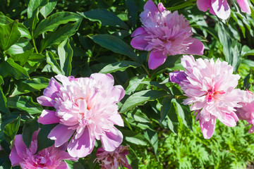 Obraz premium Pink peony, close up photo of garden flowers