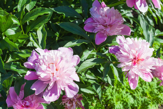 Pink peony, close up photo of garden flowers