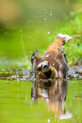 Closeup of a wet hawfinch, Coccothraustes coccothraustes washing, preening and cleaning in water.