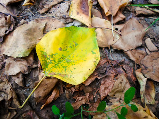 yellow leaves of an apricot tree on dry ground, autumn leaf fall