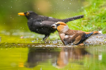 Closeup of a wet hawfinch male Coccothraustes coccothraustes and blackbird, Turdus merula washing preening and cleaning in water.