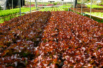 Raw Green Oak Salad Lettuce Growing in Plastic Pipe in Hydroponics Organic Agriculture Farm System as Modern Agro industrial Farming.