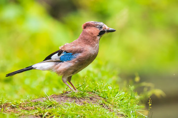 Eurasian jay bird (Garrulus glandarius) perched in grass, Summer colors