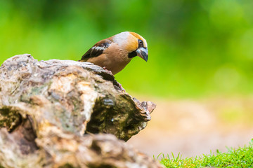 Beautiful hawfinch male, Coccothraustes coccothraustes, songbird perched on wood
