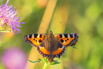The small tortoiseshell (Aglais urticae) is a colourful Eurasian butterfly in the family Nymphalidae. 