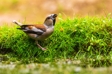 Closeup of a beautiful male wet hawfinch, Coccothraustes coccothraustes drinking, washing, preening and cleaning in water.