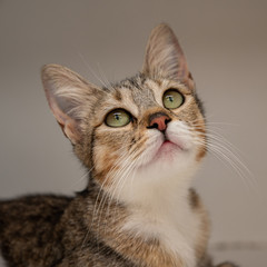Beautiful adult tabby cat portrait