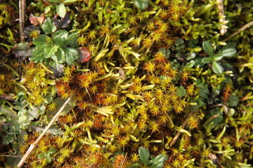 Orange star reindeer lichen moss