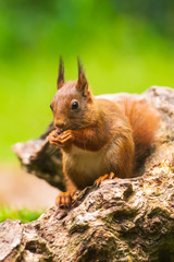 Closeup of a red squirrel, Sciurus vulgaris, seaching food and eating nuts in a forest.