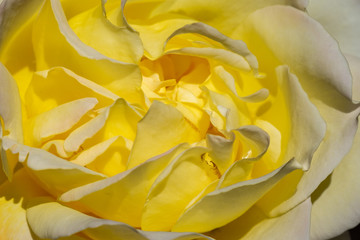 Yellow rose on stem outside - in sunlight - Closeup