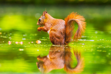 Closeup of a wild Eurasian red squirrel, Sciurus vulgaris, eating, foraging in shallow water in forest. Beautiful sunlight colors and reflection