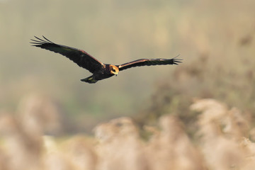 Western marsh harrier, Circus aeruginosus, bird of prey hunting