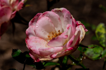 Old White and Pink Rose Closeup with water droplets - Blooming - budding