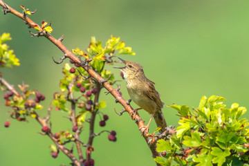 Singing Common Grasshopper warbler bird Locustella naevia in search for a mate during spring season