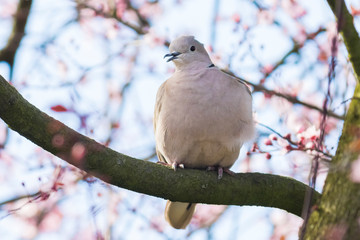 Eurasian collared dove Streptopelia decaocto nesting in a tree