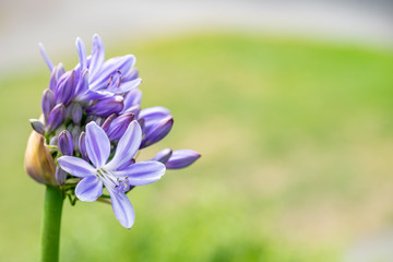 Purple Flowers in Golden Gate Park, space for text on right