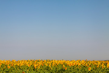 Obraz premium The blue sky is below the field of sunflowers.