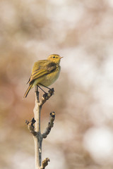 Willow warbler bird, Phylloscopus trochilus, singing