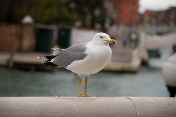 The herring gull called magogna in Venice, Italy. Perched on a parapet with the background of the Grand Canal.