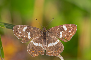 The map (Araschnia levana) is a butterfly of the family Nymphalidae.