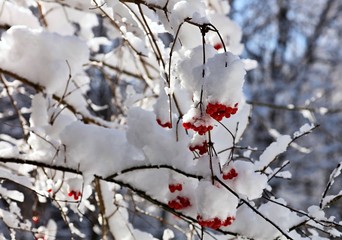 Beautiful winter landscape with snow.