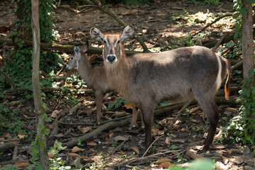 Waterbuck