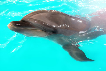 Dolphinarium. Funny dolphin portrait close up. Mammal animal.