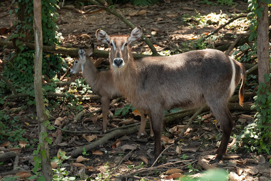 Waterbuck