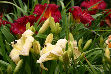 Fototapeta premium In one flower bed a row day lilies with almost white and claret flowers grow and blossom. Petals and leaves in water drops after a rain.