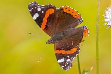  Red admiral (Vanessa atalanta) is a butterfly of the Nymphalidae family/ 