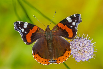  Red admiral (Vanessa atalanta) is a butterfly of the Nymphalidae family/ 