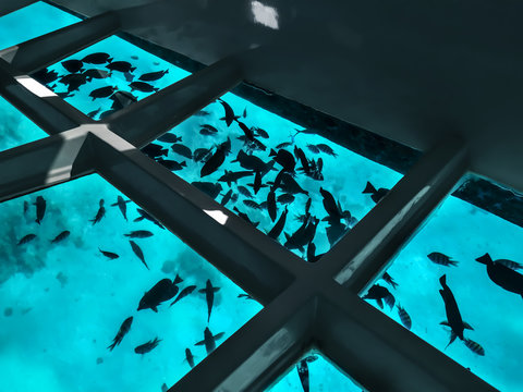 Many fishes silhouettes against the background of turquoise water under a boat with a transparent bottom. Tourist excursion on the bathyscaphe in the Red Sea in Sharm El Sheikh (Egypt)