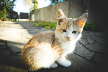 Ginger white kitten sitting in the sunny yard.
