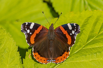 Fototapeta premium &nbsp;Red admiral (Vanessa atalanta) is a butterfly of the Nymphalidae family/ 