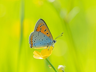 The large copper (Lycaena dispar) is a butterfly of the family Lycaenidae.