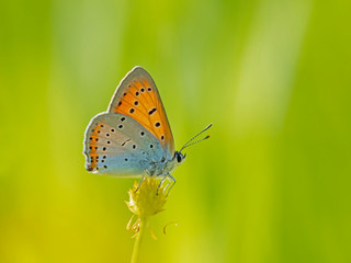 Obraz na płótnie Canvas The large copper (Lycaena dispar) is a butterfly of the family Lycaenidae.
