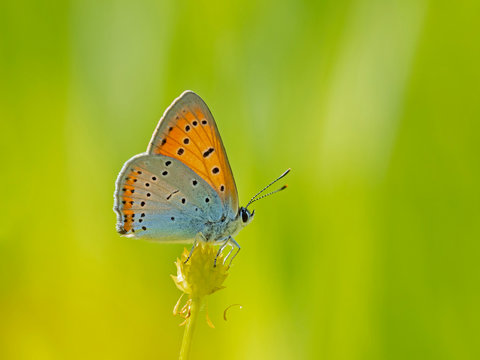 The large copper (Lycaena dispar) is a butterfly of the family Lycaenidae. © ihorhvozdetskiy