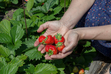 Several large bright red berries in female hands. Delicious strawberries from own garden. Concept of household and gardening. seasonal harvesting