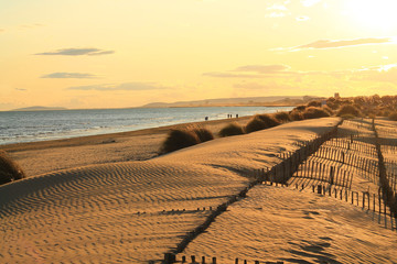 Natural and wild beach with a beautiful and vast area of dunes, Camargue region in the South of Montpellier, France