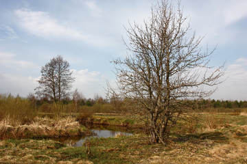 Solar spring morning. On the bank of the small river the wild pear grows. In the blue sky there are white clouds.