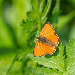 The large copper (Lycaena dispar) is a butterfly of the family Lycaenidae.