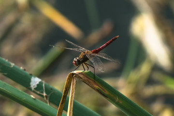 Dragonflies, insects, animals, nature, macro Dragonfly - focus on the eye